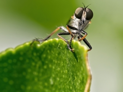 Cerdistus sp. (genus) (Slender Robber Fly) at Weston, ACT - 3 Jan 2022 by Kenp12