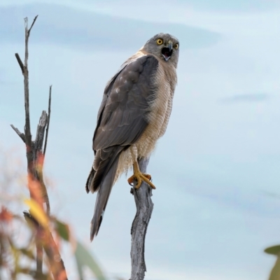 Tachyspiza fasciata (Brown Goshawk) at Denman Prospect, ACT - 4 Oct 2021 by Kenp12