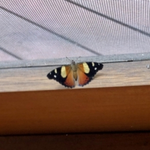 Vanessa itea at Aranda, ACT - 5 Jan 2022 03:52 PM