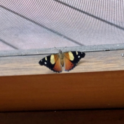 Vanessa itea (Yellow Admiral) at Aranda, ACT - 5 Jan 2022 by KMcCue