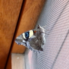 Vanessa itea at Aranda, ACT - 5 Jan 2022 03:52 PM