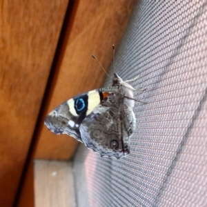 Vanessa itea at Aranda, ACT - 5 Jan 2022 03:52 PM