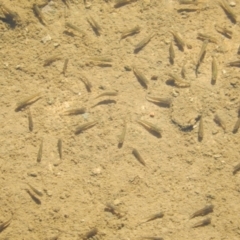 Gambusia holbrooki (Gambusia, Plague minnow, Mosquito fish) at Ngunnawal, ACT - 12 Apr 2020 by Amata