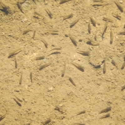 Gambusia holbrooki (Gambusia, Plague minnow, Mosquito fish) at Ngunnawal, ACT - 12 Apr 2020 by Birdy