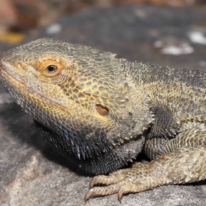 Pogona vitticeps at Acton, ACT - 5 Jan 2022 10:11 AM