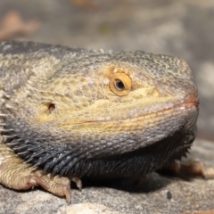 Pogona vitticeps at Acton, ACT - 5 Jan 2022 10:11 AM