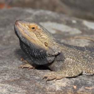 Pogona vitticeps at Acton, ACT - 5 Jan 2022 10:11 AM