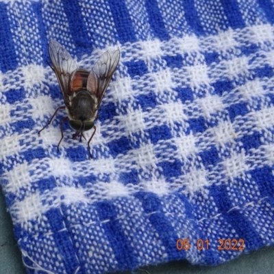 Copidapha maculiventris (March fly) at Kosciuszko National Park - 5 Jan 2022 by GirtsO