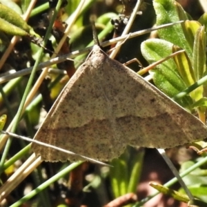 Epidesmia hypenaria at Cotter River, ACT - 4 Jan 2022 11:38 AM