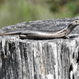 Pseudemoia entrecasteauxii at Cotter River, ACT - 4 Jan 2022 10:35 AM