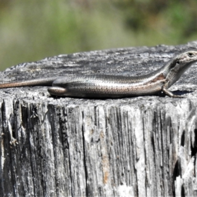 Pseudemoia entrecasteauxii (Woodland Tussock-skink) at Cotter River, ACT - 4 Jan 2022 by JohnBundock