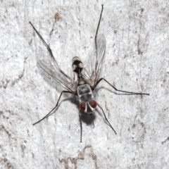 Prosena sp. (genus) (A bristle fly) at ANBG - 4 Jan 2022 by TimL