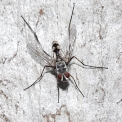 Prosena sp. (genus) (A bristle fly) at Acton, ACT - 5 Jan 2022 by TimL