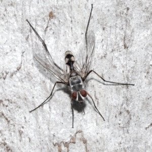 Prosena sp. (genus) at Acton, ACT - 5 Jan 2022