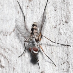 Prosena sp. (genus) at Acton, ACT - 5 Jan 2022