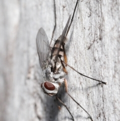 Prosena sp. (genus) at Acton, ACT - 5 Jan 2022