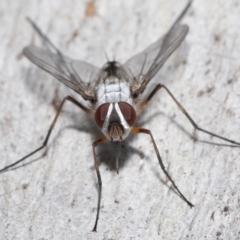 Prosena sp. (genus) at Acton, ACT - 5 Jan 2022