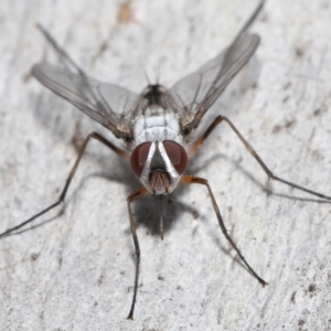 Prosena sp. (genus) at Acton, ACT - 5 Jan 2022