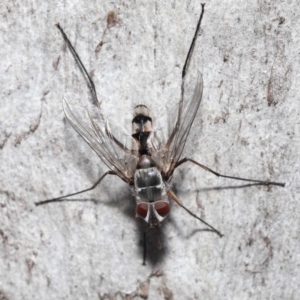 Prosena sp. (genus) at Acton, ACT - 5 Jan 2022