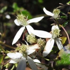 Clematis aristata (Mountain Clematis) at Cotter River, ACT - 4 Jan 2022 by JohnBundock