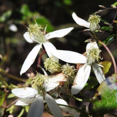 Clematis aristata (Mountain Clematis) at Cotter River, ACT - 4 Jan 2022 by JohnBundock