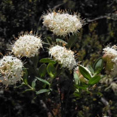 Pimelea ligustrina subsp. ciliata at Bimberi Nature Reserve - 4 Jan 2022 by JohnBundock