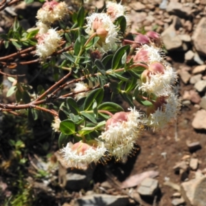 Pimelea ligustrina subsp. ciliata at Cotter River, ACT - 4 Jan 2022