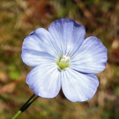 Linum marginale (Native Flax) at Cotter River, ACT - 4 Jan 2022 by JohnBundock