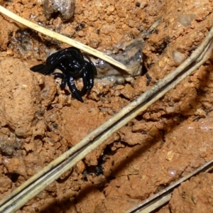 Parakontikia ventrolineata at McKellar, ACT - 6 Jan 2022