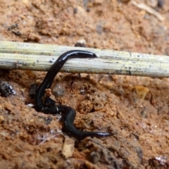 Parakontikia ventrolineata at McKellar, ACT - 6 Jan 2022