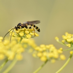 Ichneumonidae (family) (Unidentified ichneumon wasp) at Flynn, ACT - 4 Jan 2022 by Ernier