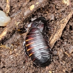 Panesthia australis (Common wood cockroach) at Faulconbridge, NSW - 5 Jan 2022 by trevorpreston