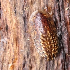 Laxta sp. (genus) (Bark cockroach) at Faulconbridge, NSW - 5 Jan 2022 by trevorpreston