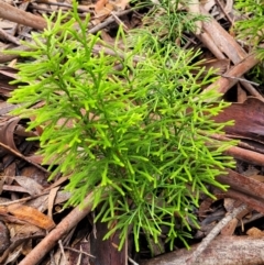 Lycopodium deuterodensum (Bushy Club Moss) at Katoomba, NSW - 6 Jan 2022 by tpreston