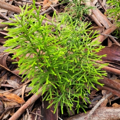 Lycopodium deuterodensum (Bushy Club Moss) at Katoomba, NSW - 6 Jan 2022 by tpreston