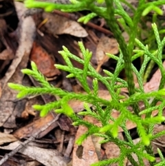 Lycopodium deuterodensum at Katoomba, NSW - 6 Jan 2022