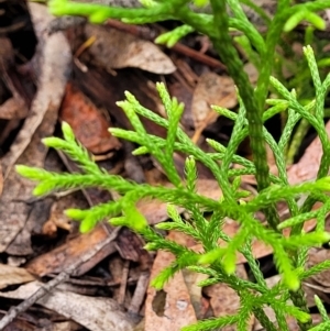 Lycopodium deuterodensum at Katoomba, NSW - 6 Jan 2022