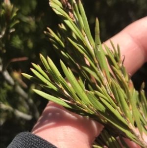 Callistemon pityoides at Cotter River, ACT - 28 Dec 2021 12:15 PM