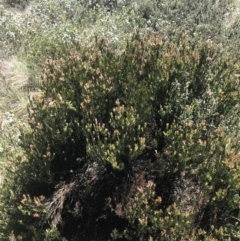 Callistemon pityoides at Cotter River, ACT - 28 Dec 2021