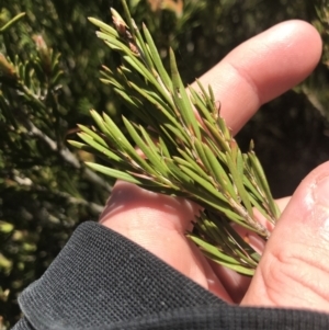 Callistemon pityoides at Cotter River, ACT - 28 Dec 2021 12:15 PM