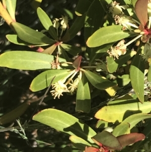 Tasmannia xerophila subsp. xerophila at Cotter River, ACT - 28 Dec 2021 12:54 PM