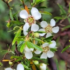 Leptospermum sp. (Tea Tree) at Blue Mountains National Park - 6 Jan 2022 by trevorpreston