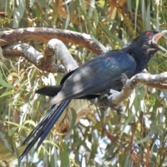 Eudynamys orientalis (Pacific Koel) at Aranda, ACT - 2 Jan 2022 by KMcCue