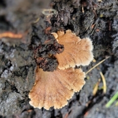 Unidentified Other fungi on wood at Faulconbridge, NSW - 5 Jan 2022 by tpreston