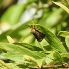 Epicoma (genus) (Unidentified Prominent moth) at Aranda, ACT - 2 Jan 2022 by KMcCue