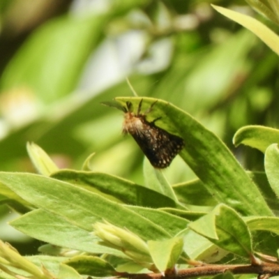 Epicoma (genus) (Unidentified Prominent moth) at Aranda, ACT - 3 Jan 2022 by KMcCue