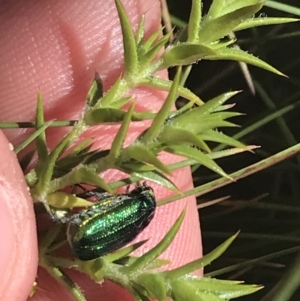 Diphucephala sp. (genus) at Cotter River, ACT - 28 Dec 2021