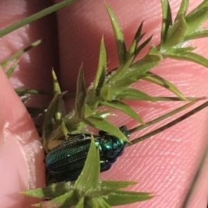 Diphucephala sp. (genus) at Cotter River, ACT - 28 Dec 2021