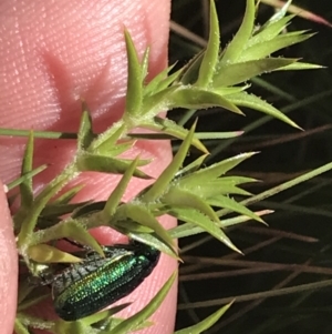 Diphucephala sp. (genus) at Cotter River, ACT - 28 Dec 2021