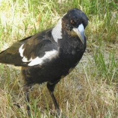 Gymnorhina tibicen (Australian Magpie) at Aranda, ACT - 3 Jan 2022 by KMcCue